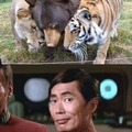 Lions and bears and tigers I'm Sulu