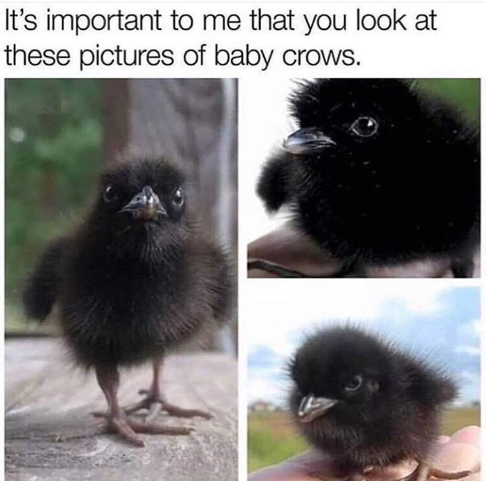 baby crows - meme