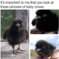 baby crows