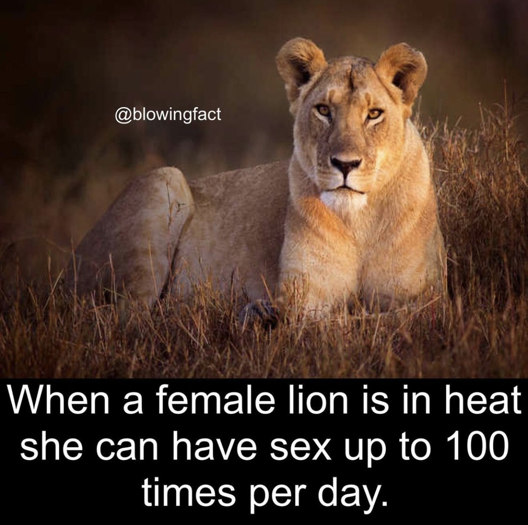 Lion - meme