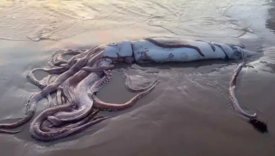 10 Meter long Giant Squid washes up on shore of Spain - meme