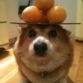 Orange doggo