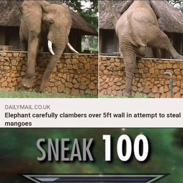 Elephant carefully clambers wall in attempt to steal mangoes - meme