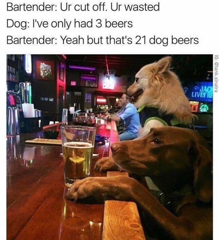 dog bar - meme