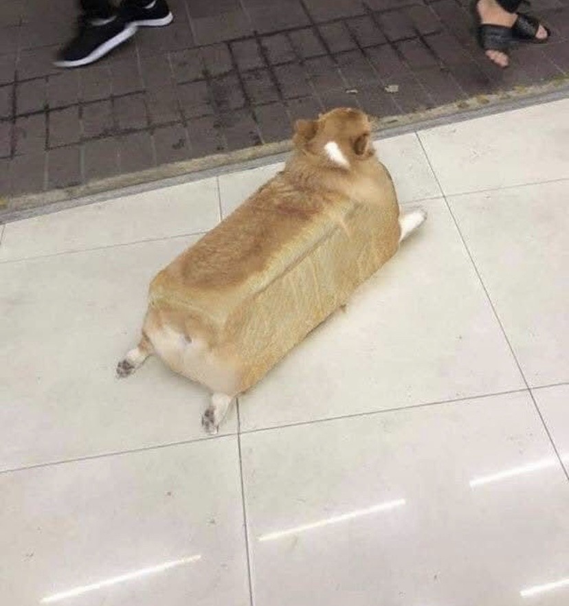 bread dog - meme