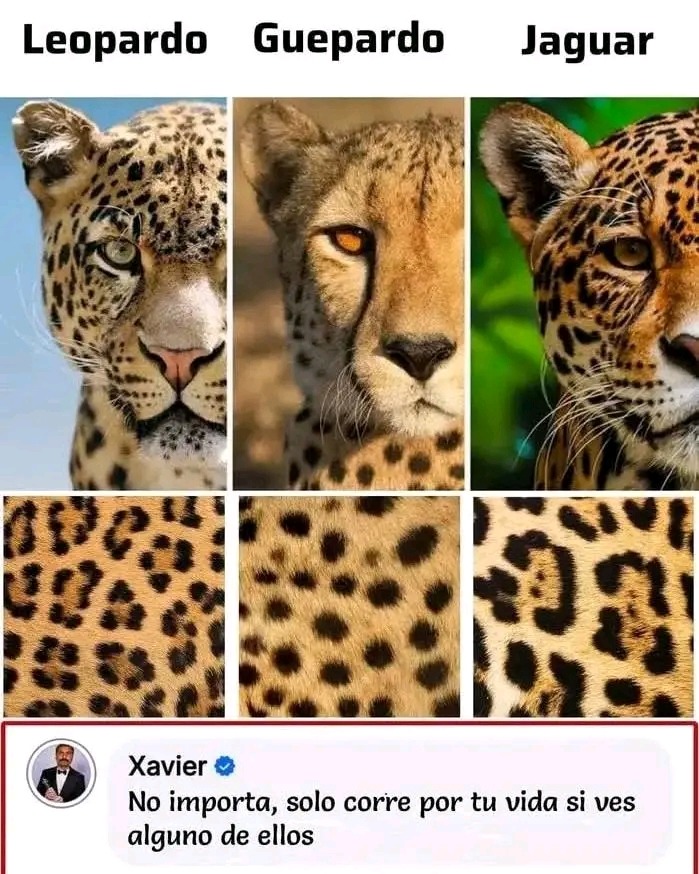 Felinos dorados - meme