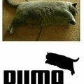 Gato puma