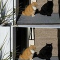 Espera la sombra de ese gato era otro gato, !Donde está la sombra del gato! :Raising: