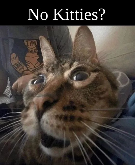 No bitches cat edition. - meme