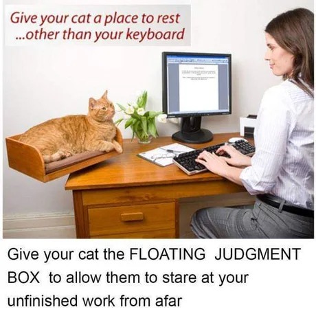 Get a floating judgement box for you cat - meme