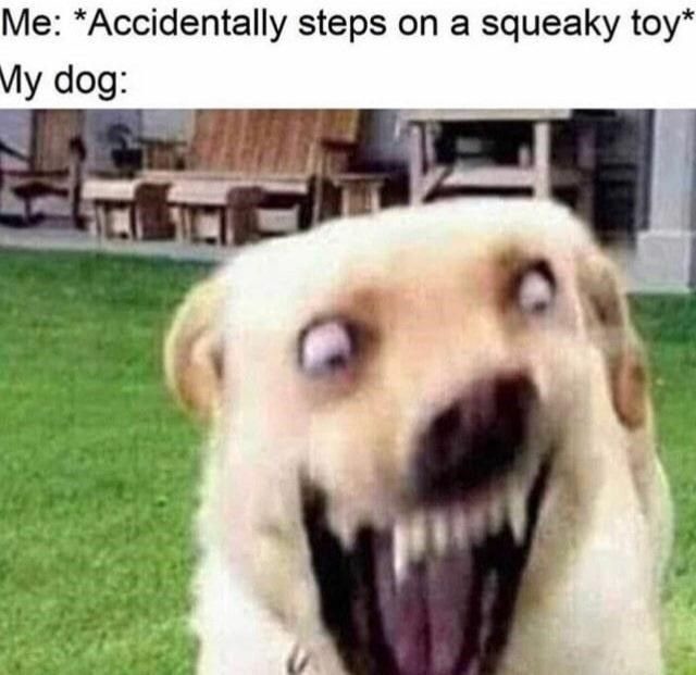 Dog toy - meme