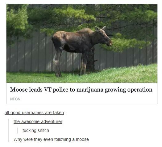 wtf Moose - meme