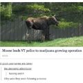 wtf Moose