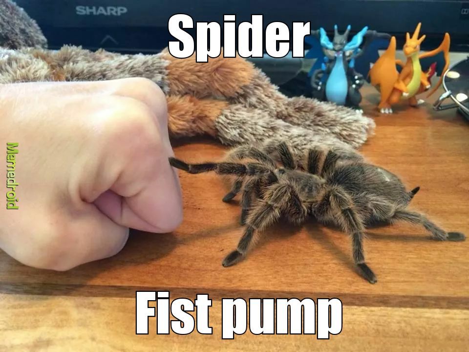 Spider brofist - meme