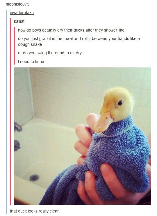 Are there any duck owners? Tips on ownership plz - meme