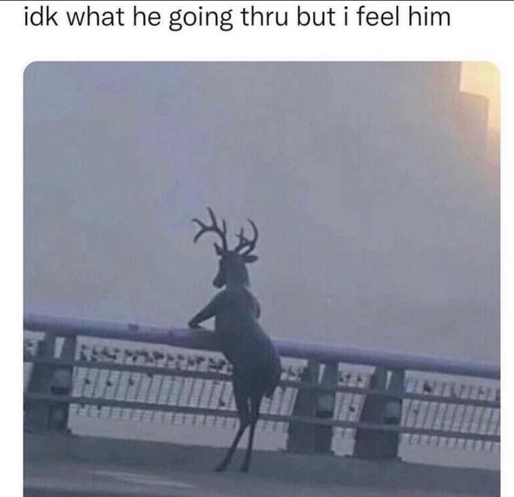 sad deer - meme