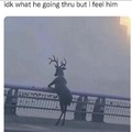 sad deer