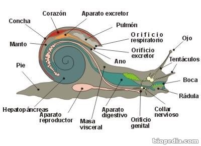 Anatomía de los caracoles (no apto para aracnofobicos) - meme