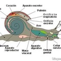 Anatomía de los caracoles (no apto para aracnofobicos)