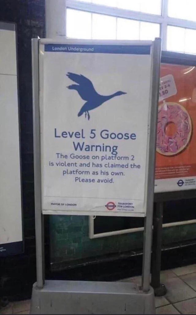 Level 5 Goose Warning - meme