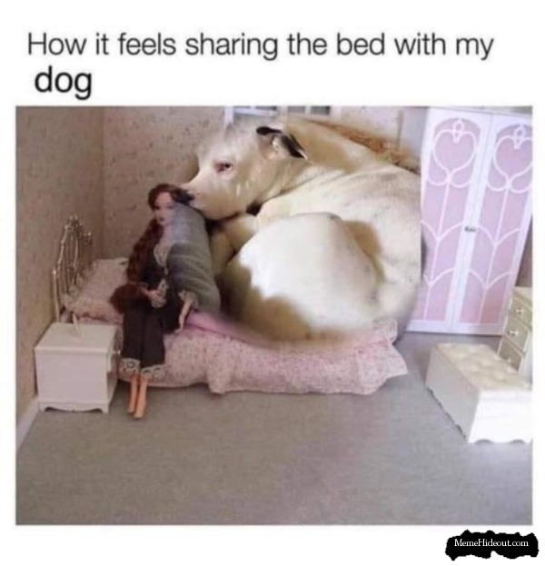 Dog Bed - meme