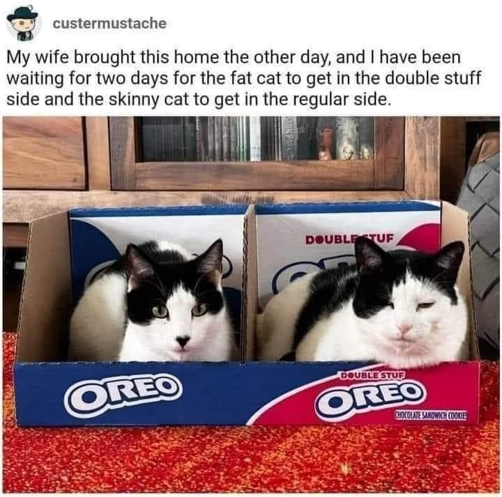 Still waiting for the fat cat to pick the double stuff side - meme