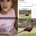 poor pheasant