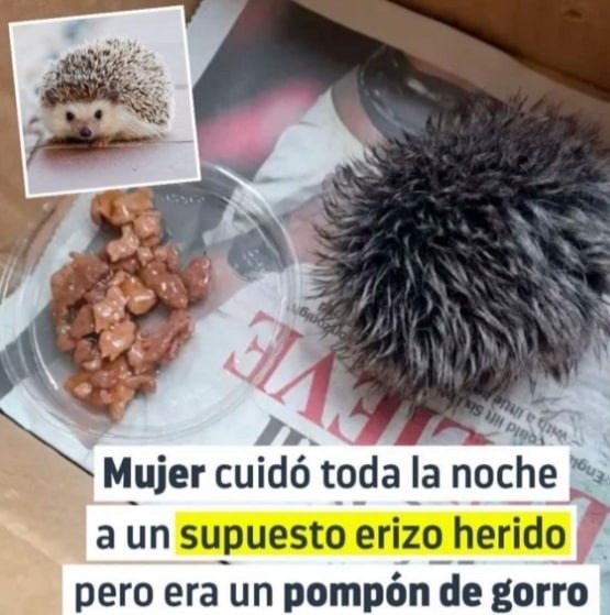 Cuidó toda la noche un pompón pensando que era un erizo - meme
