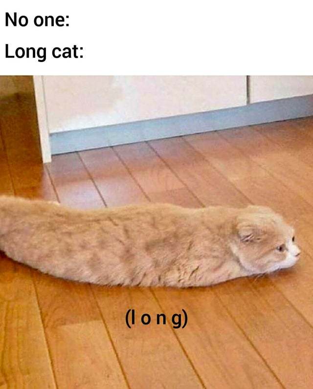 Long cat is really long - meme
