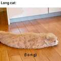 Long cat is really long