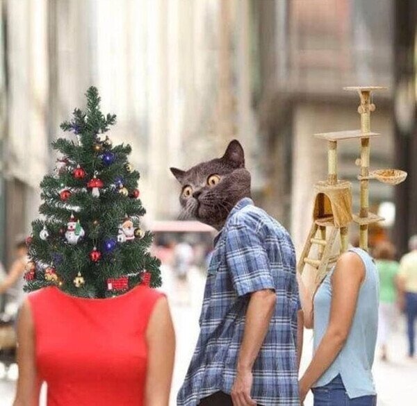 Gatos en Navidad - meme