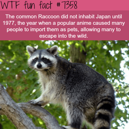 Raccoons are the best. - meme