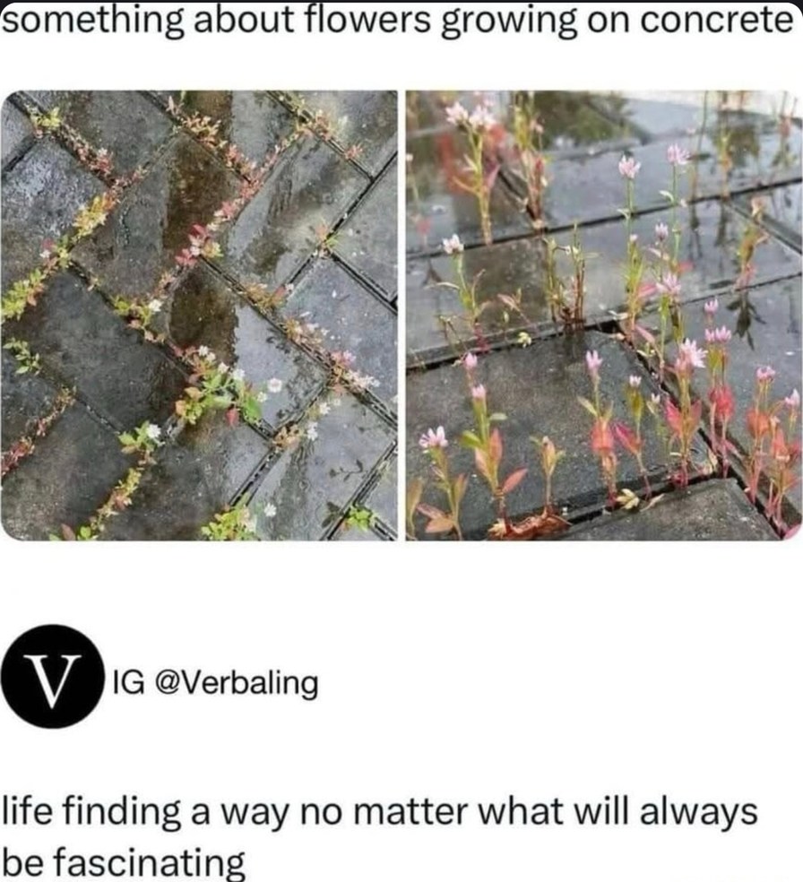 Life finds a way. Even through concrete - meme