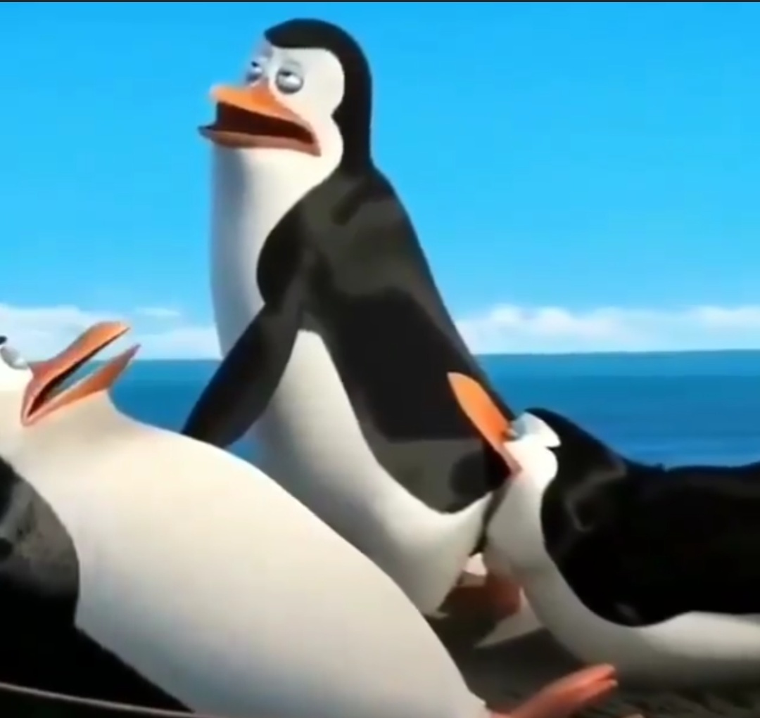 Cosas de pingüinos - meme