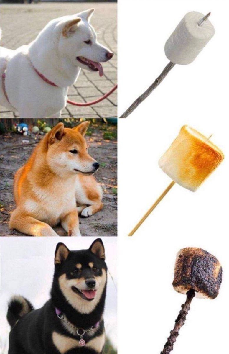 Marshmallow Dog - meme