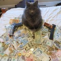 gato gangster