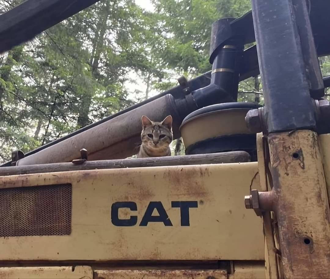 A picture of a cat with a cat - meme