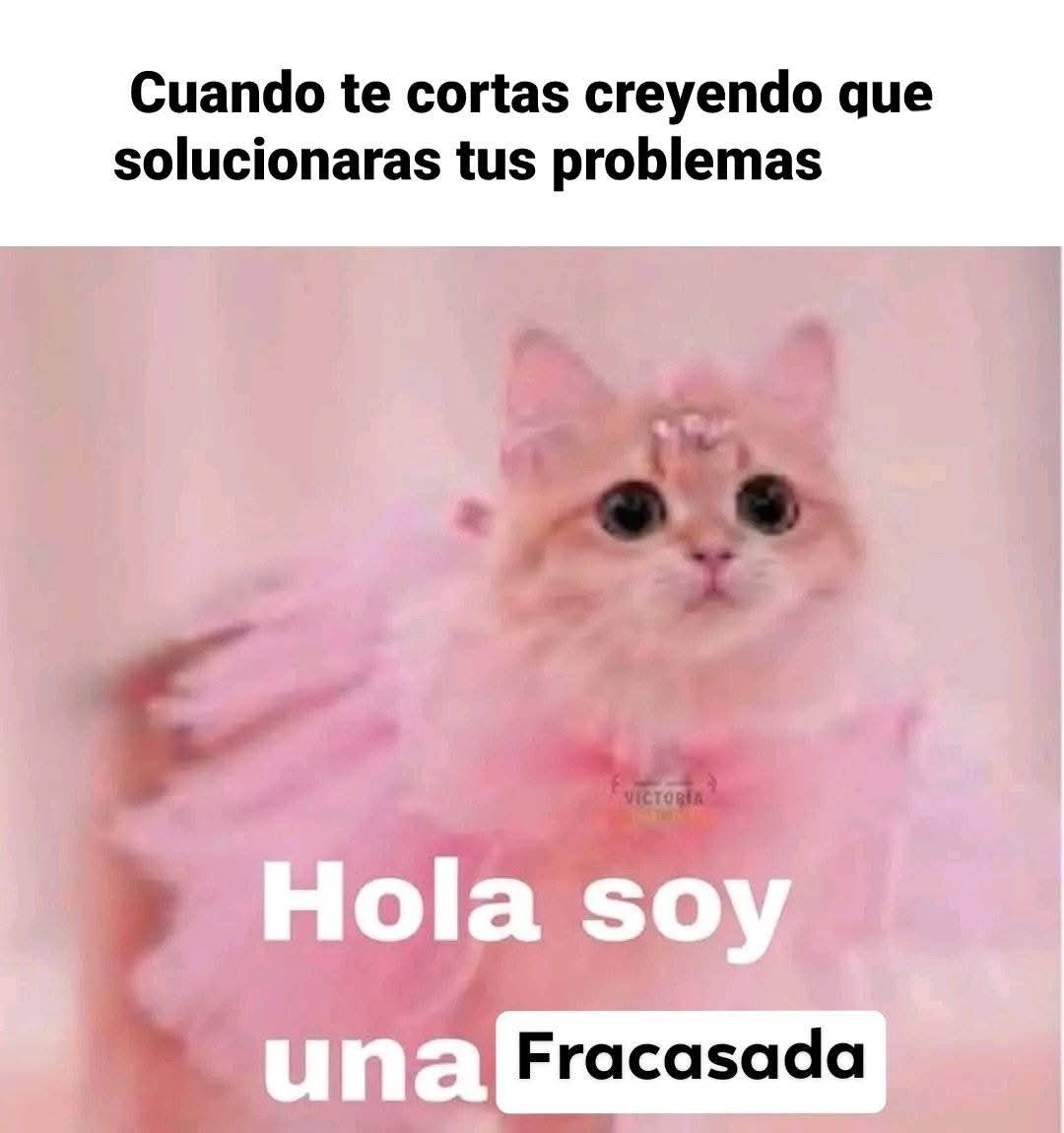 Fracasada - meme