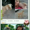 Pobre cabra :(