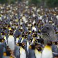 I'm an emperor penguin