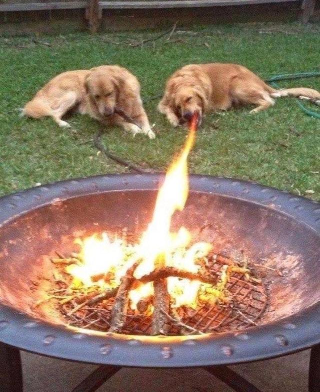 Deadly doggo breaths fire - meme