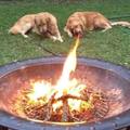 Deadly doggo breaths fire