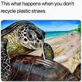 Tortoises do cocaine off the shells of other tortoises