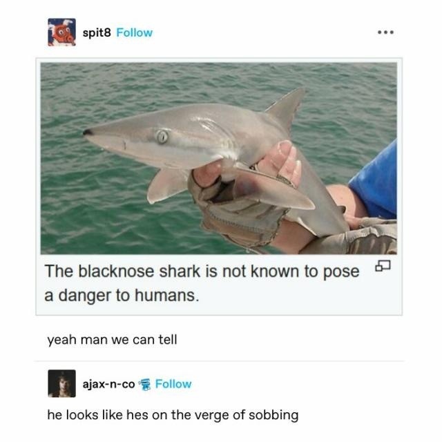 This shark ain't dangerous, he's just going through stuff - meme