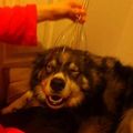 I think my dog likes the head massager