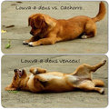 Louva-a-deus vs. Cachorro