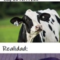 Vacas en Bing es como...