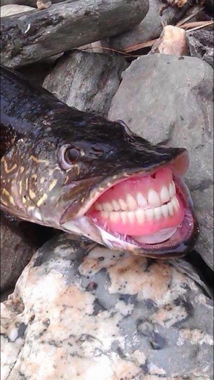Un lindo pescado :) - meme