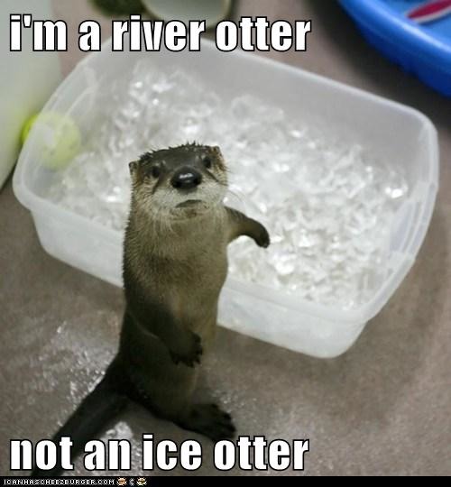 hey im a river otter - meme