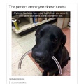 2nd comment has a dog